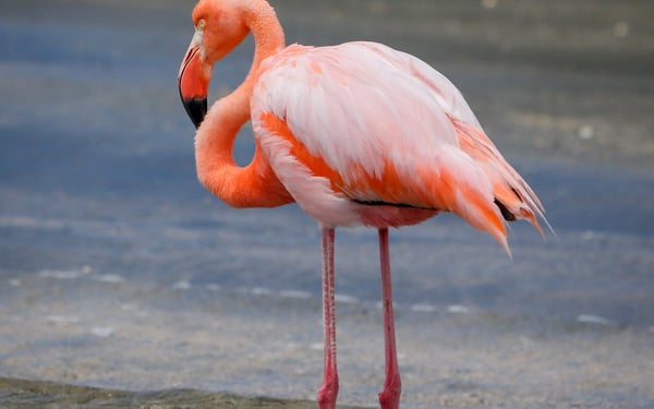 Flamingo on Floreana island, Galapagos
