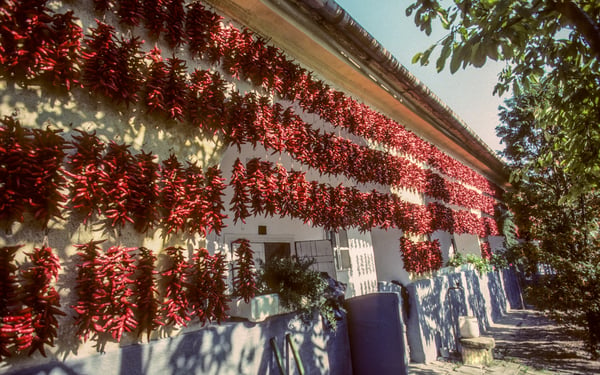 Paprika drying in Kalocsa, Hungary
