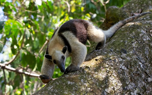 Tamandua anteater in Corcovado National Park, Costa Rica