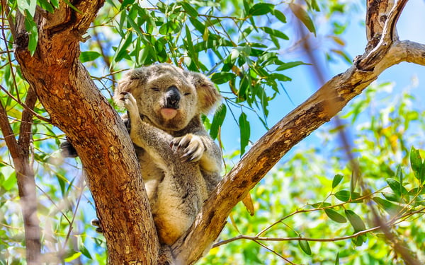 Koala on Magnetic Island, Australia