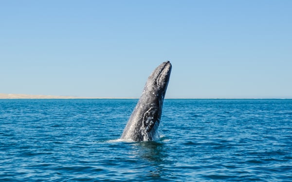 Gray whale breaching off the coast of Mexico