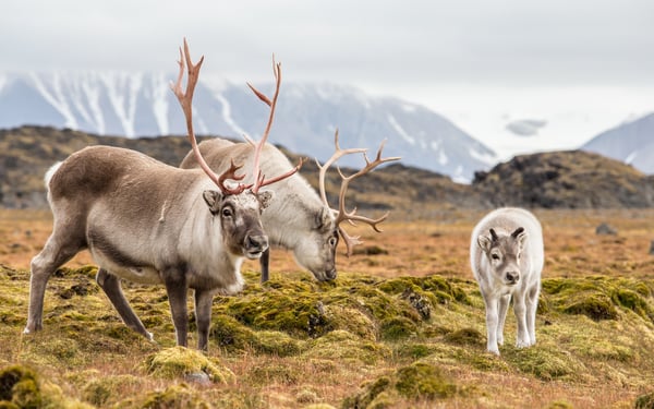 Reindeer in the Svalbard archipelago