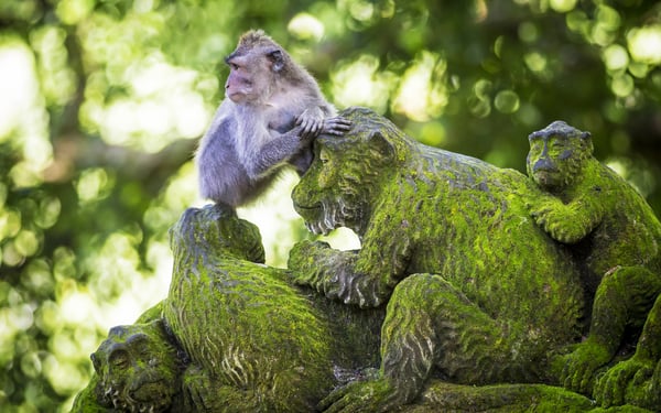 Monkey in Ubud, Bali