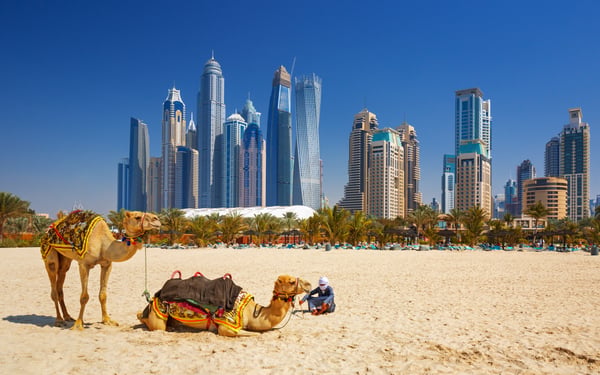 Camels on Jumeirah Beach, Dubai
