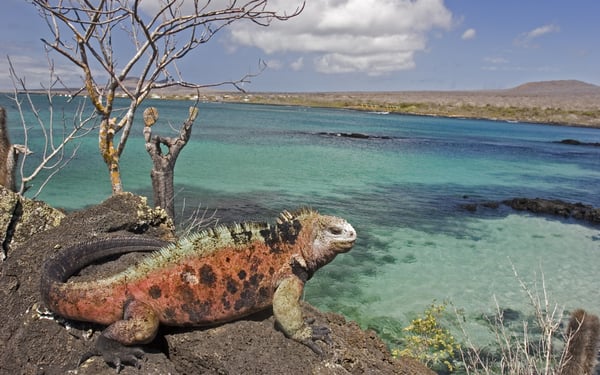 Iguana on Floreana island, Galapagos