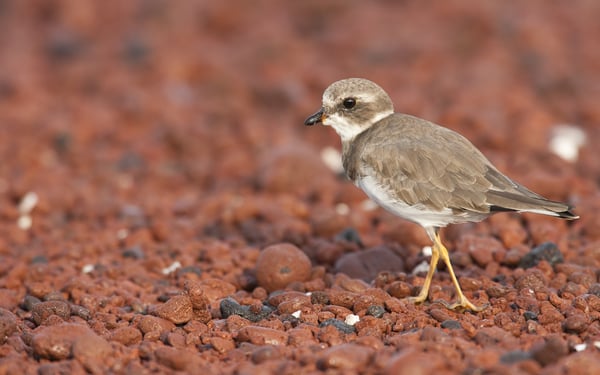 Semipalmated plover on Rábida Island, Galapagos