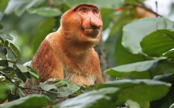 Proboscis monkey on a Borneo expedition cruise