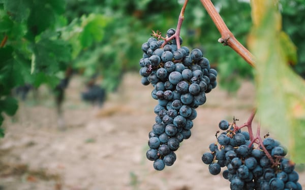 Dordogne, Garonne & Gironde river cruises - Vineyard in Saint-Emilion