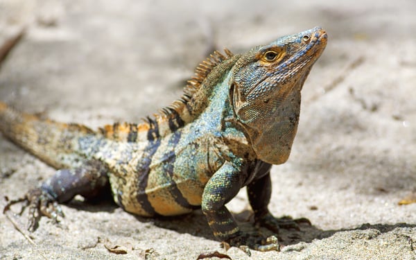 Black spiny-tailed iguana in Manuel Antonio National Park, Costa Rica