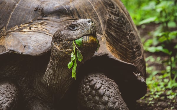 Giant Tortoise on Santa Cruz, Galapagos