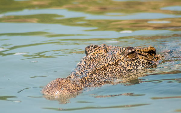 Saltwater crocodile, Hunter river, Australia