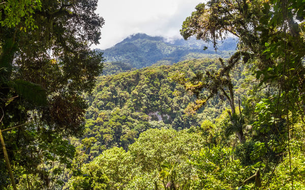 Darien Jungle, Panama