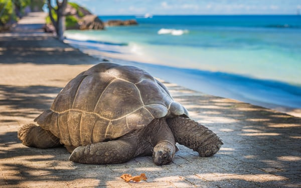 Giant tortoise in the Aldabra Atoll, Seychelles