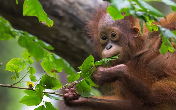 Orang utan, Borneo