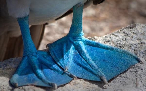 Blue footed booby in the Galapagos