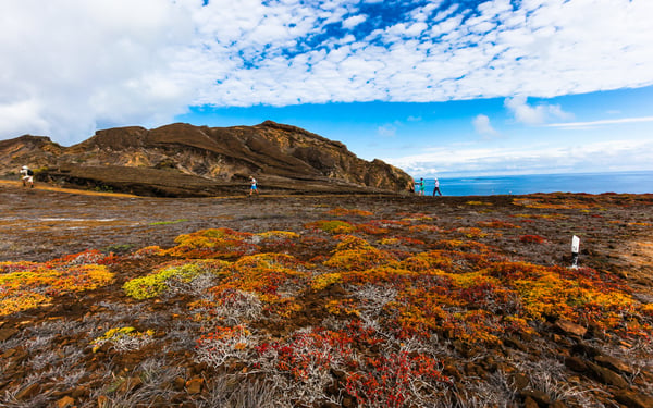 Vegetation at Punta Pitt, San Cristobal, Galapagos