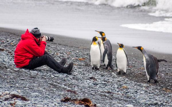 Photographing king penguins at Sandy Bay, Macquarie Island, Australia