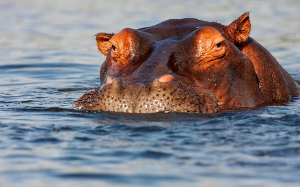 Africa river cruise guide - Hippo in the Chobe