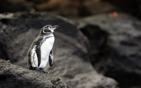 Galapagos penguin