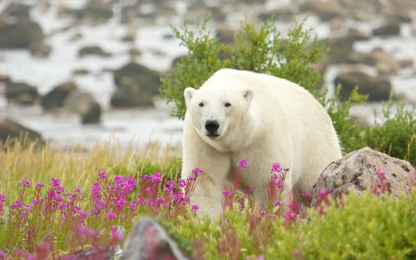Polar bear near Hudson Bay in Churchill, Manitoba, Canada