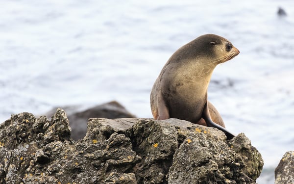 Seal on Amsterdam Island, French Southern Territories