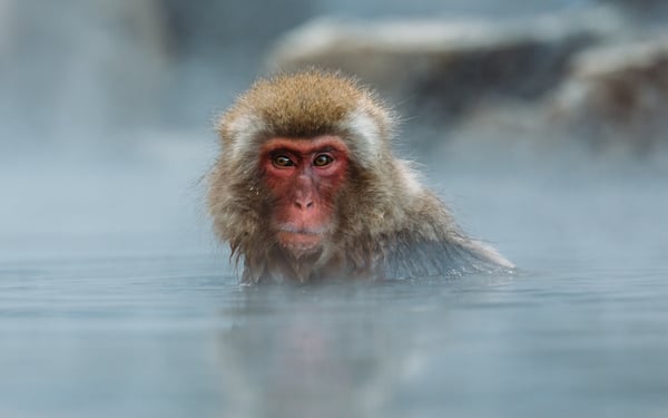 japan_expedition_cruises_snow_monkeys