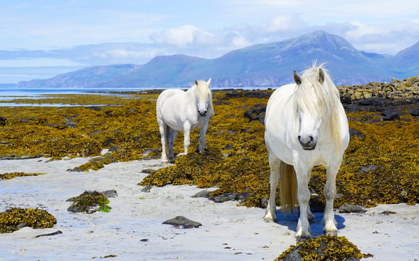 White horses on the Isle of Muck, Scotland