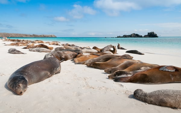 Sea lions on Española Island, Galapagos