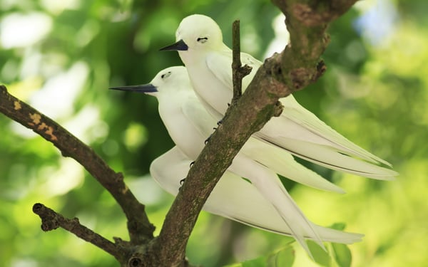 White terns on Cousin Island, Seychelles
