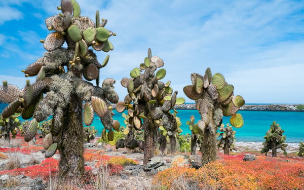 Landscape of South Plaza island, Galapagos