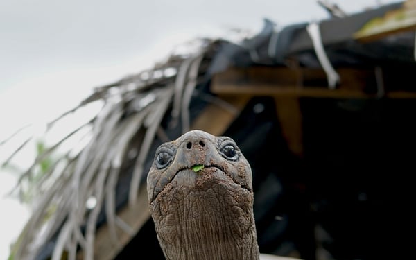 Aldabra giant tortoise on Alphonse Island, Seychelles
