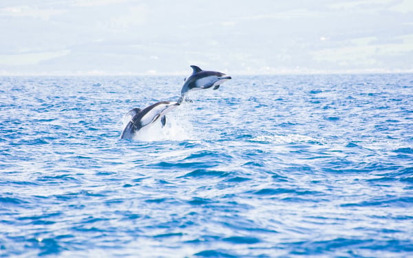 Pacific white-sided dolphins near Muroran, Japan