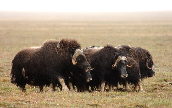 Musk oxen on Wrangel Island, Russia