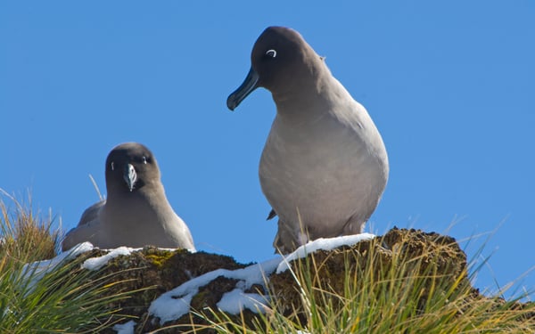 Light-mantled sooty albatross, South Georgia