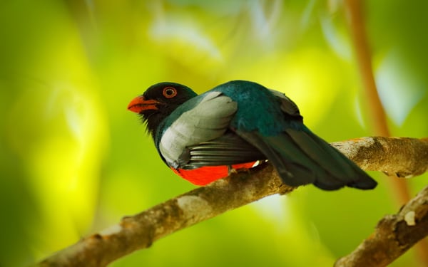 Slaty-tailed trogon in Corcovado National Park, Costa Rica