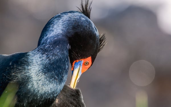 Red-faced cormorant on St George Island, Pribilof Islands, Alaska