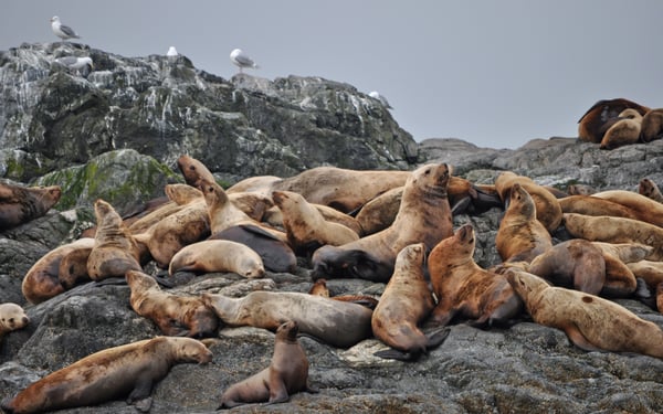 Sea lions on the Inian Islands, Alaska
