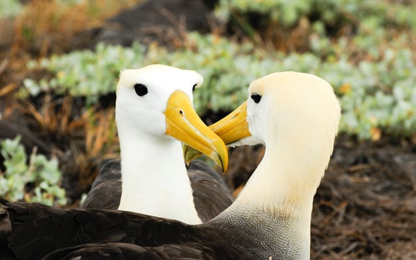 Yellow headed waved albatross, Galapagos