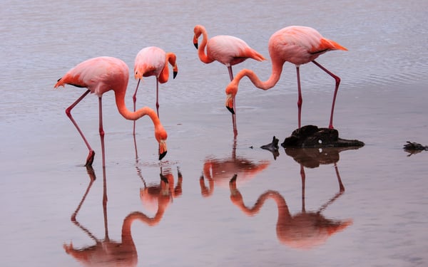 Flamingos on Floreana island, Galapagos