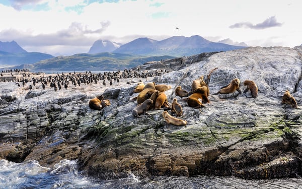 Chilean Fjords & Patagonia cruises - Seals in the Beagle Channel
