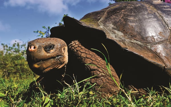 Giant tortoise, Galapagos