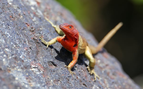 Hood lava lizard on Española island, Galapagos
