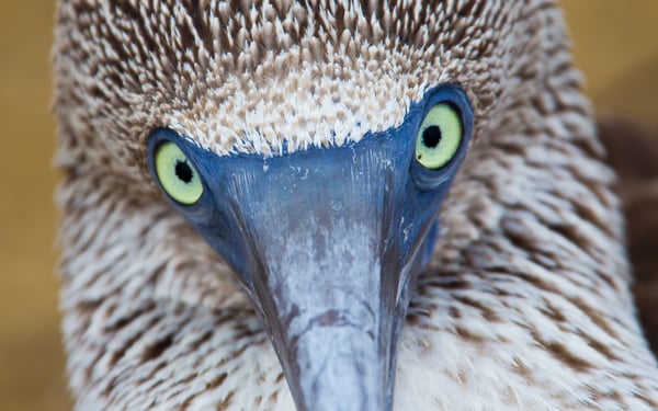 Close-up of blue footed booby, Galapagos