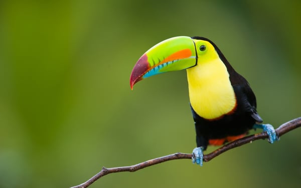 Encounter colourful wildlife including toucans on a Costa Rica expedition cruise