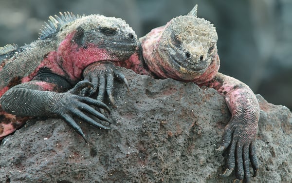 Marine iguanas on Española island, Galapagos