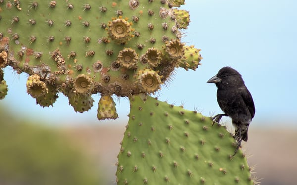 Black Darwin finch on a prickly pear, Galapagos