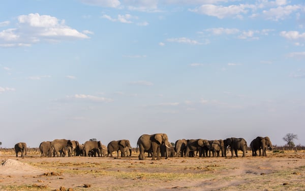 Elephants in Chobe National Park, Botswana