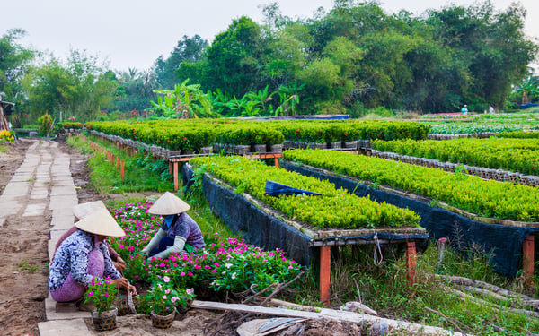 Gardeners in Sa Dec, Vietnam