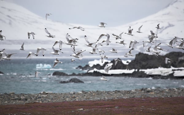 Seabirds in the Arctic
