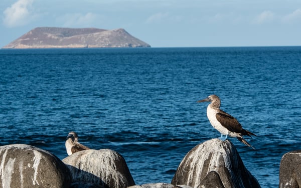 Blue-footed booby in front of Daphne Major, Galapagos
